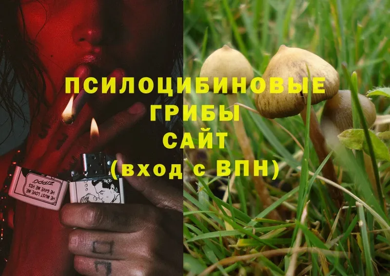 Псилоцибиновые грибы Psilocybe  купить   Ардон 